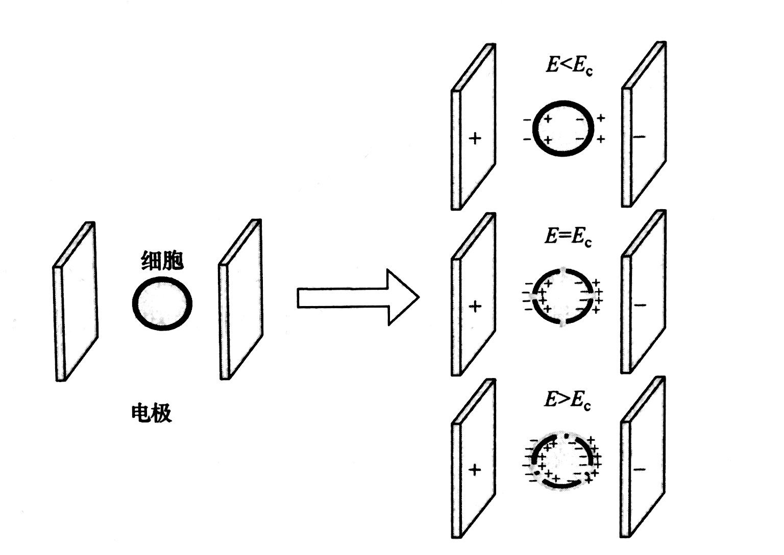 PEF等离子处理的基本原理和典型模型，榴莲视频APP色版等离子体清洗机介绍